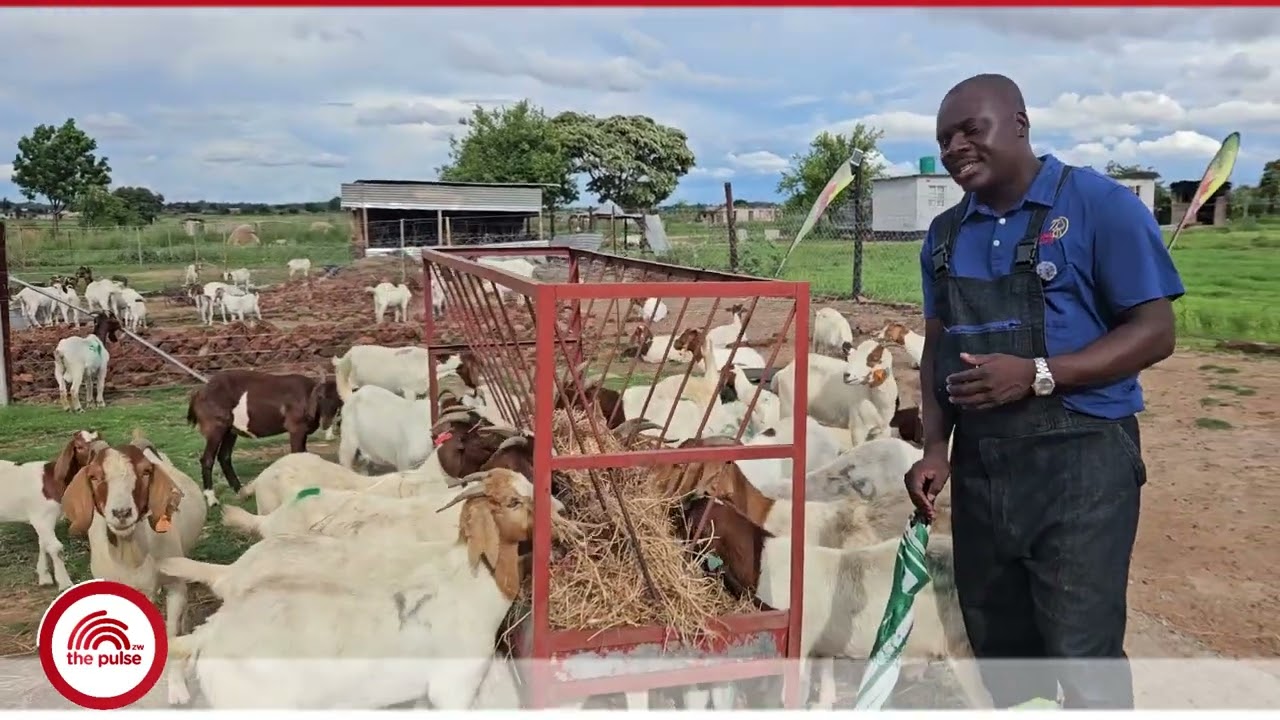 Why feed goats with hay and salt block