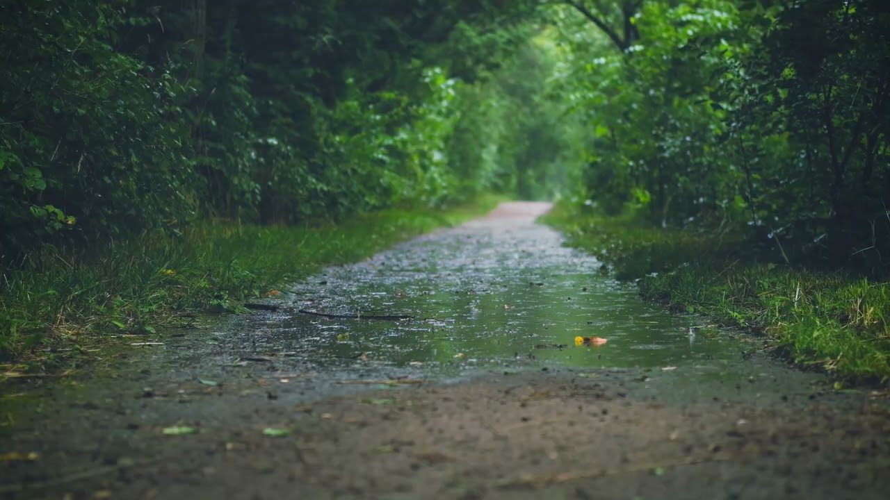 Som de Chuva Leve para Dormir: 2 Horas de Relaxamento Profundo e Alívio da Ansiedade