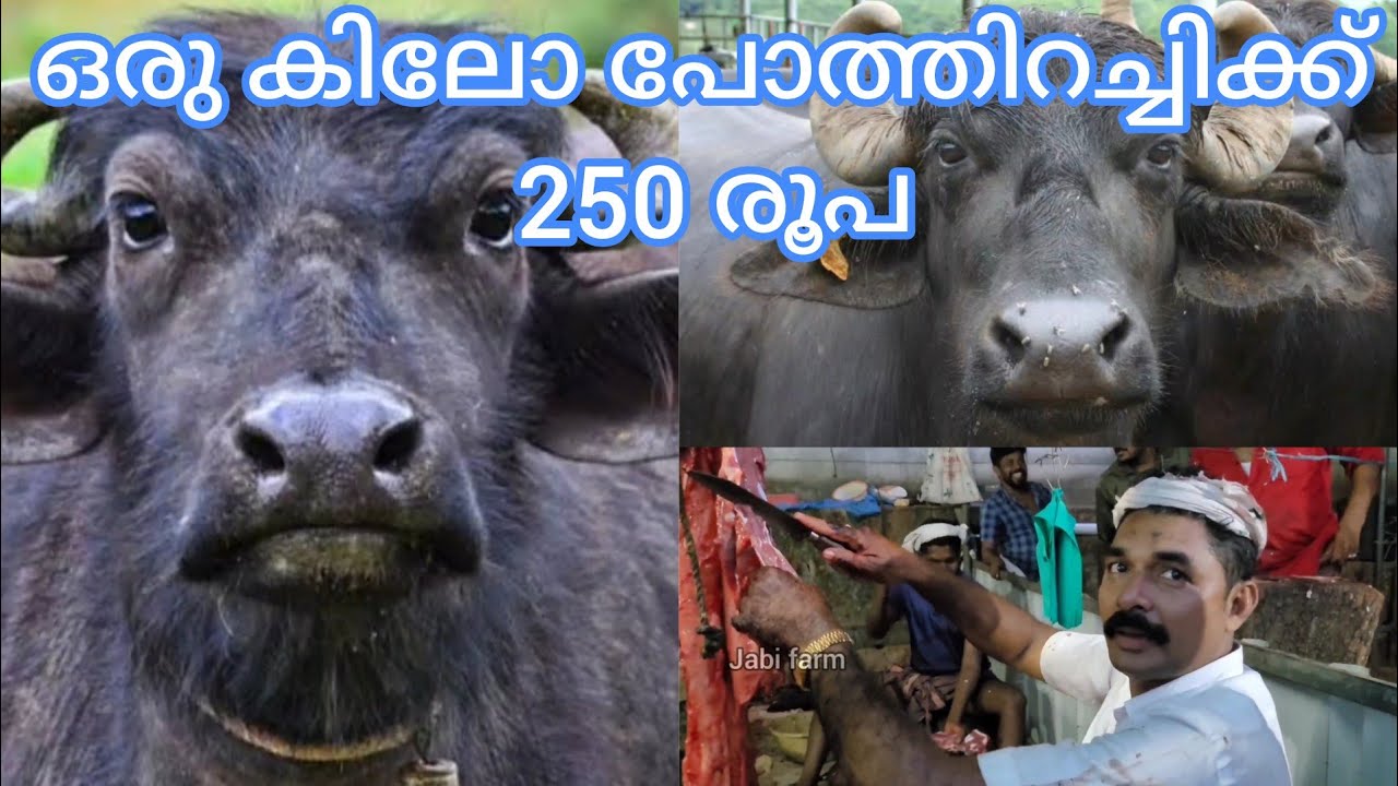 പോത്തിറച്ചിക്ക് കിലോക്ക് 250 രൂപ, ആട്ടിറച്ചിക്ക് 600 രൂപ കൽപകഞ്ചേരി ചന്തയിൽ വമ്പൻ തിരക്ക്  #Chantha