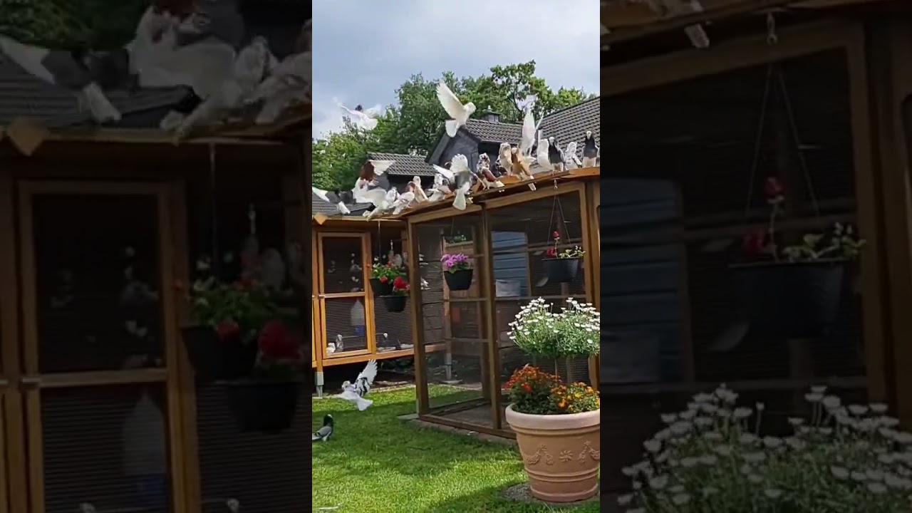 Kapuziner Tauben Exotisch ❤️ Capuchine pigeons Exotic ❤️