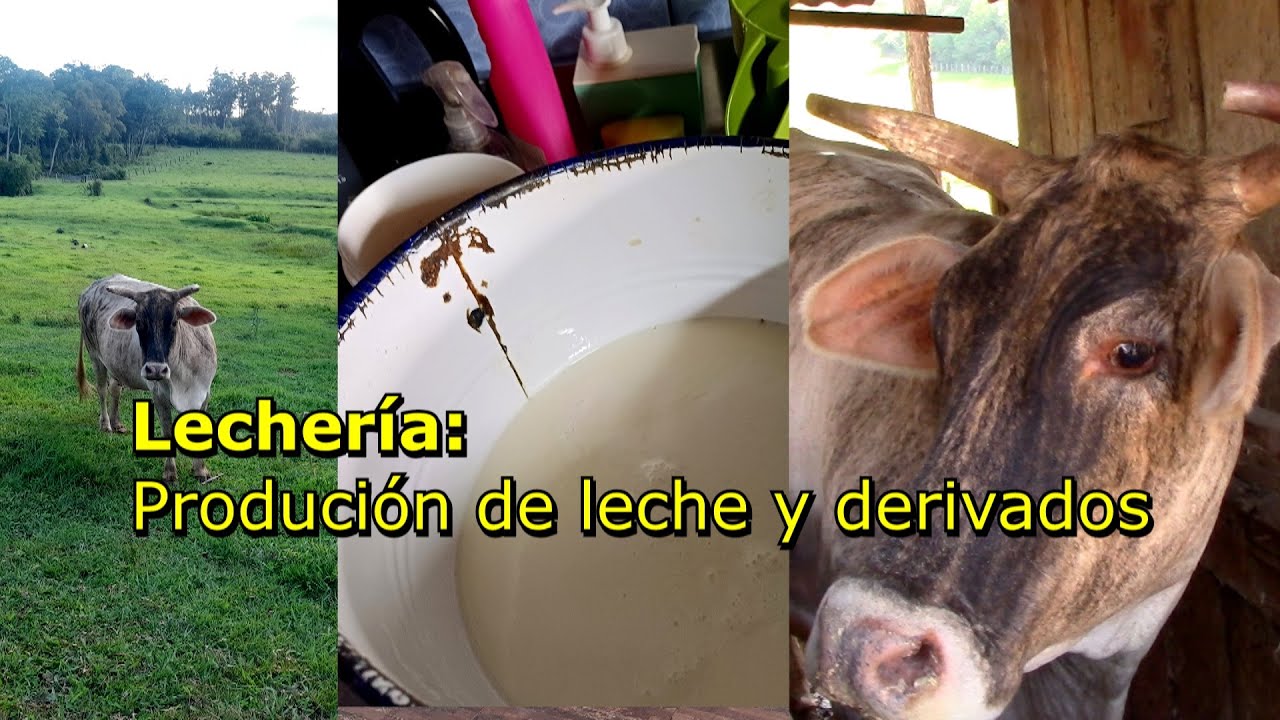 Lechería: producción de leche y derivados