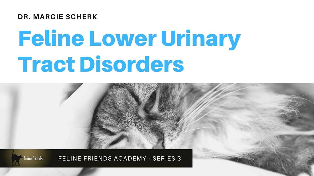 Feline Lower Urinary Tract Disorders