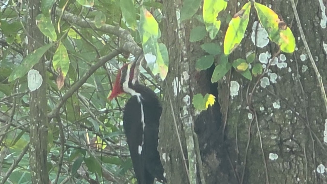 Just a woodpecker 