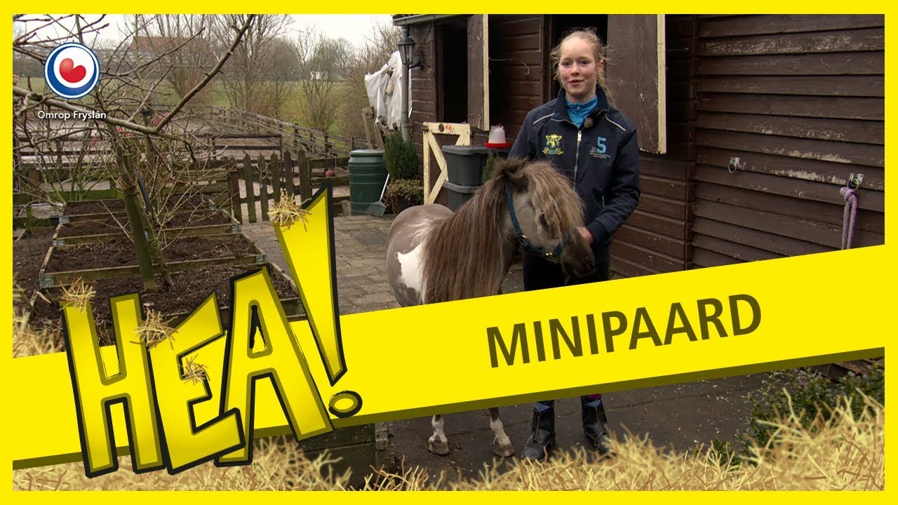 HEA! Minipaard