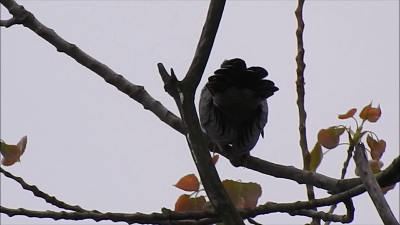 Vogelen Asperen weekend 2, 3 mei 2020