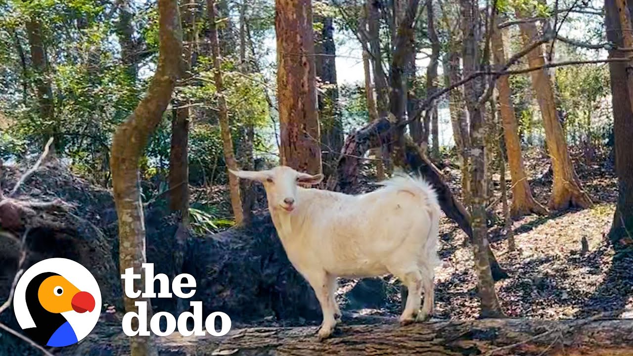 Woman Discovers A Lonely Goat Abandoned On An Island | The Dodo
