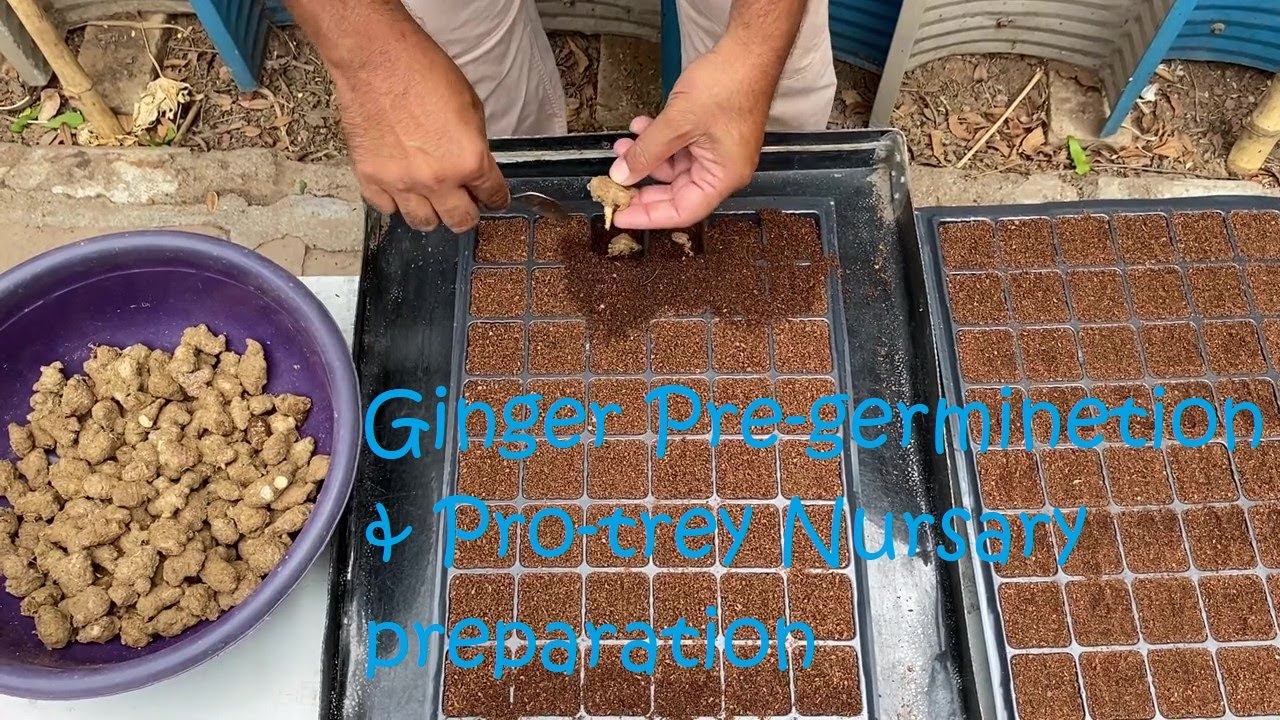 Growing Ginger Organically Part 2//Pre-germination & Pro-Trey Method of growing//Seed Treatment