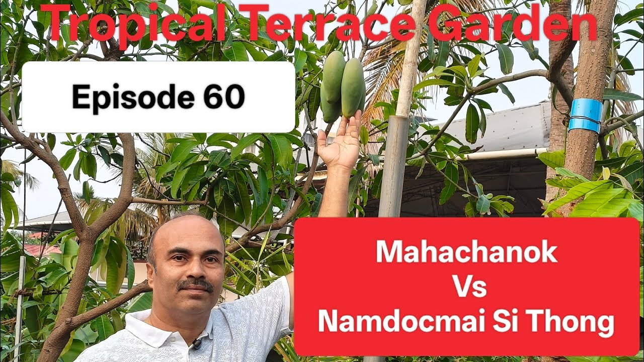 Episode 60 | ബനാന മാങ്ങയും നാം ഡോക് മായ് ഗോൾഡ് ഉം | Mahachanok Vs NamDocMai Si Thong