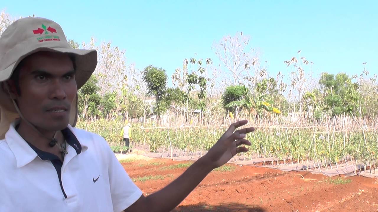 Untung 18 Juta Di Lahan Tomat Seluas 4 Are