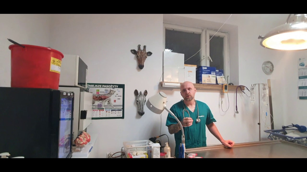 Zawód Technik Weterynarii-przygotowanie do zabiegu chirurgicznego i opieka pooperacyjna Vlog#2