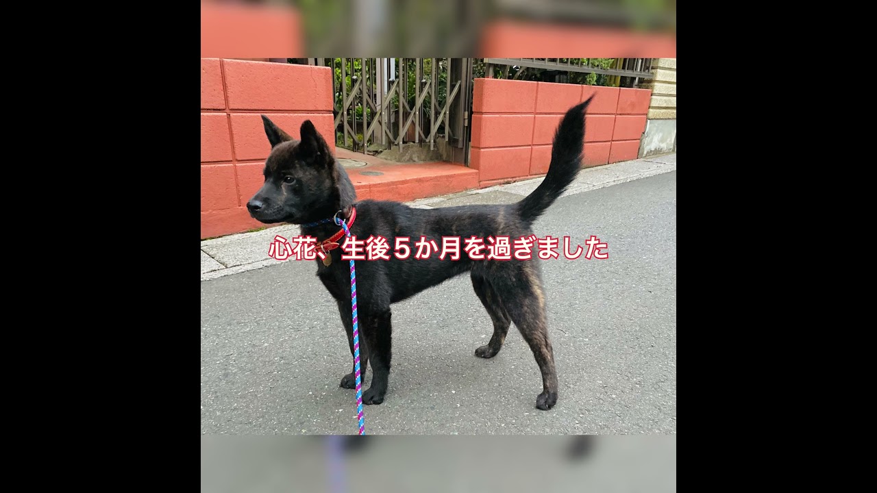 【甲斐犬】巨摩狼系直系 心花の成長記⑩　呼び戻し