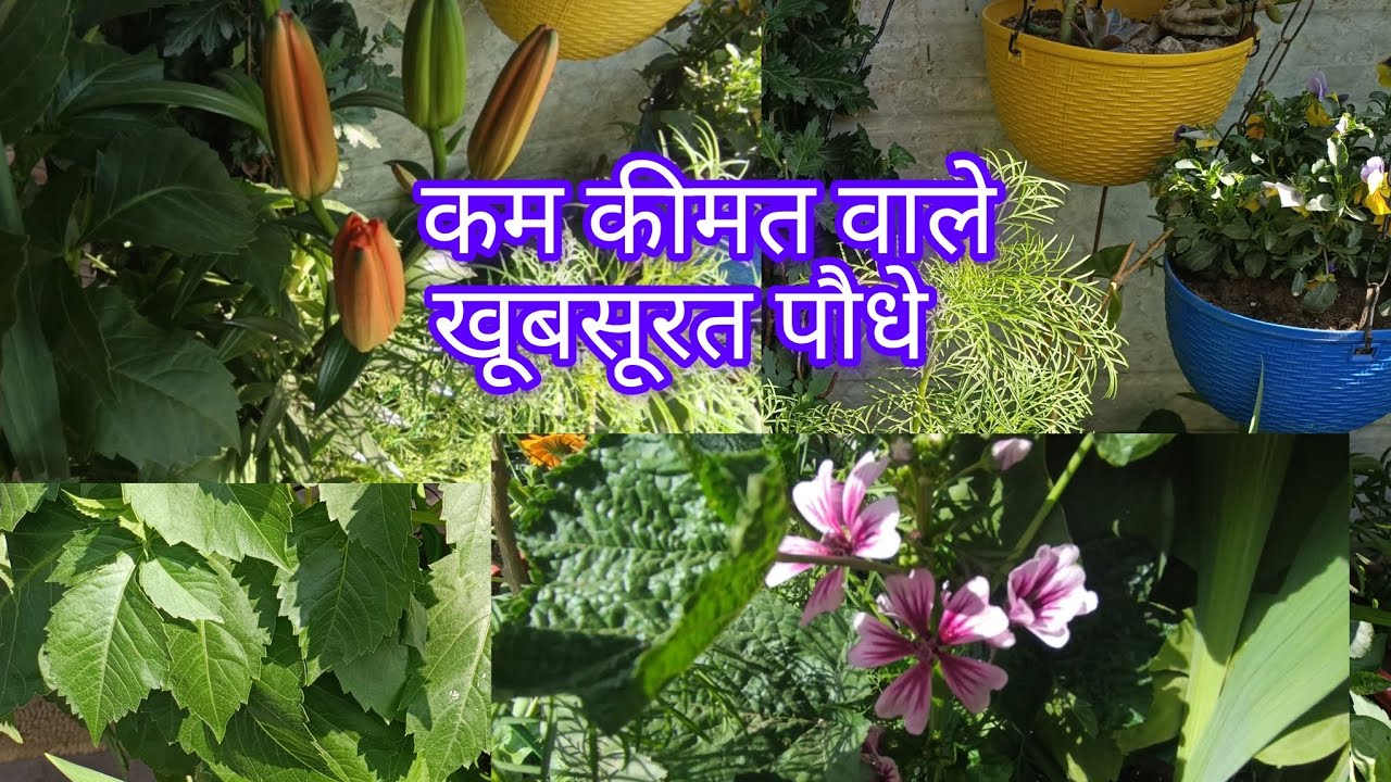 Low price  flowers plant #plants #gardening #trending #viral #garden #balconygarden #ytshorts