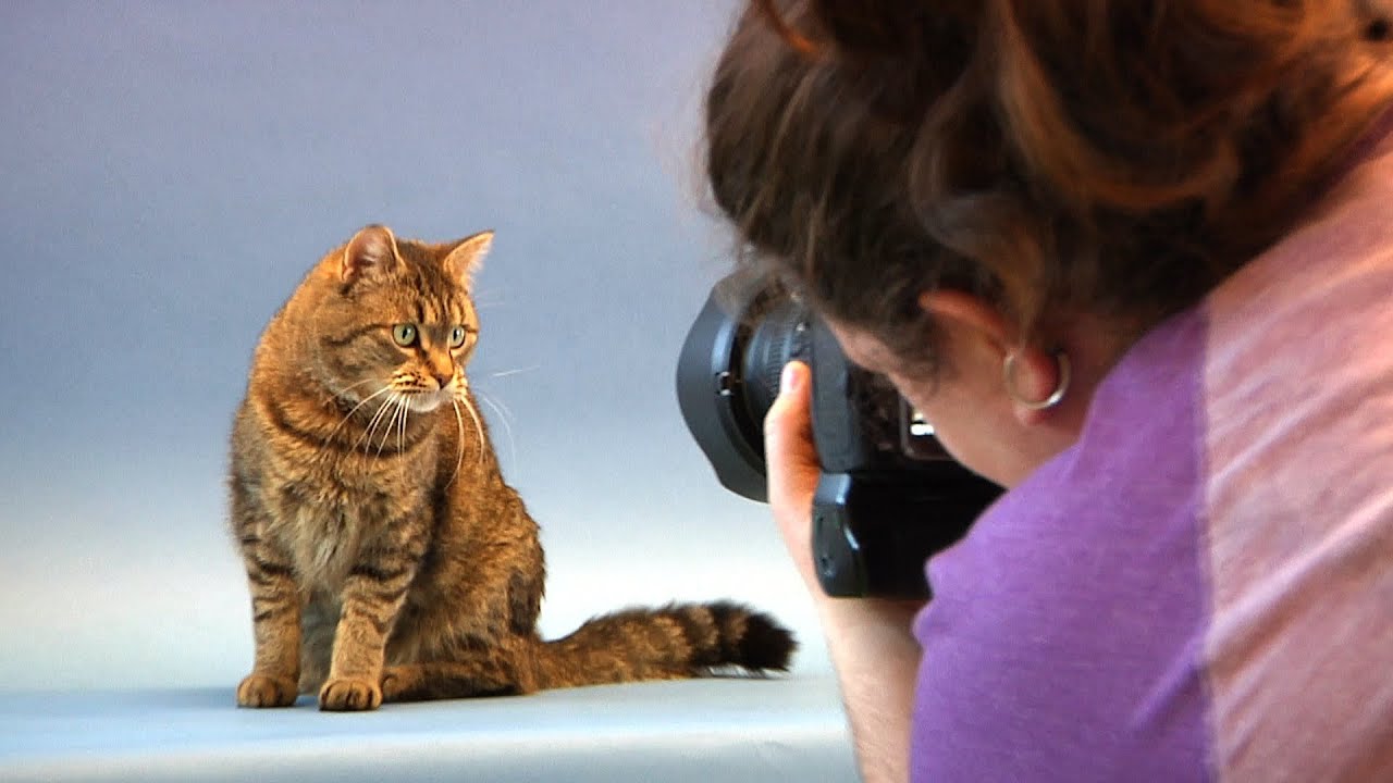 A Photographer Duo Helps Animals Find Homes [SIV295]