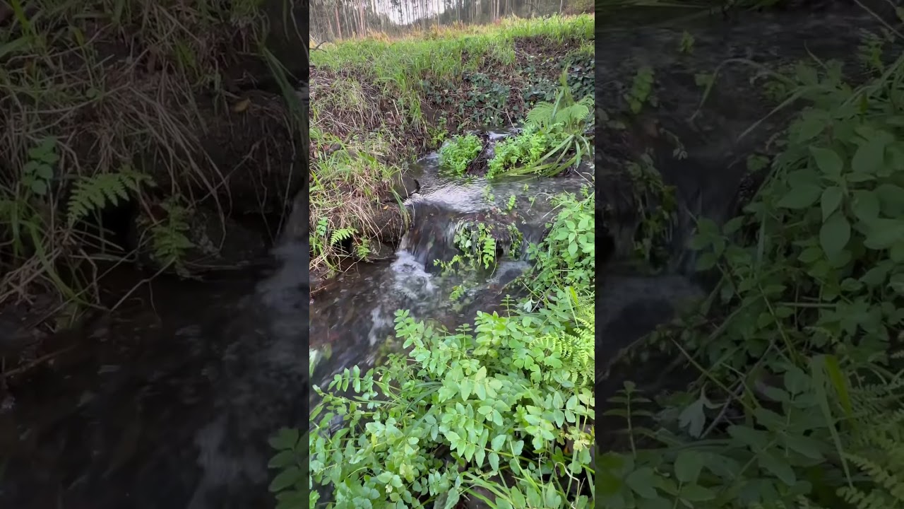 #nature #asmr #doğa #galicia #study #meditation #sleep #yoga #naturaleza #peace #beautiful #reiki