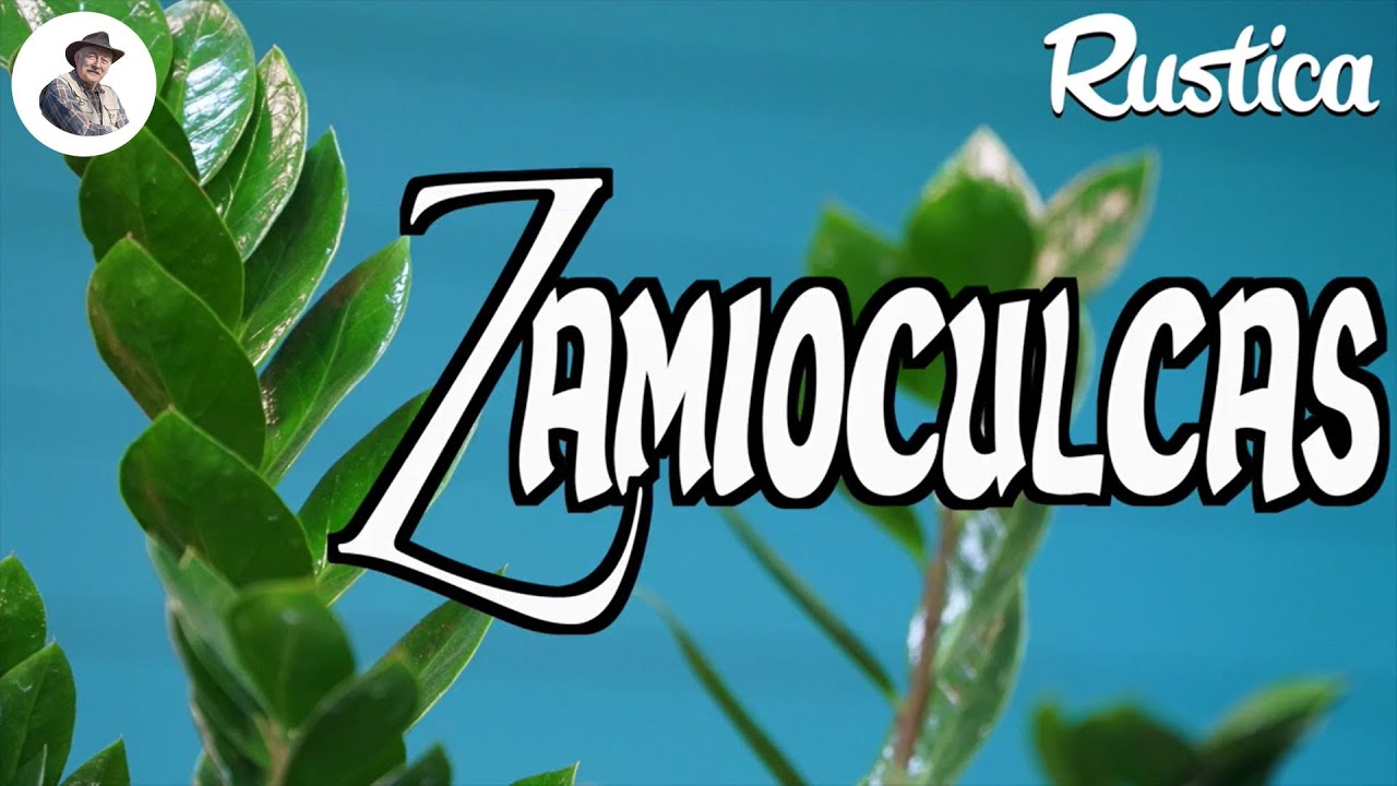 Le zamioculcas, plante ZZ