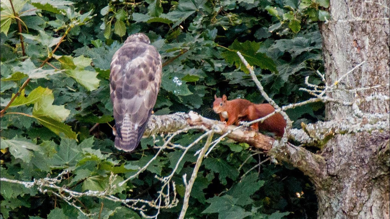 Eichh&ouml;nchen und Bussard eine ungew&ouml;hnliche Begebenheit,  Squirrel and Buzzard are playing