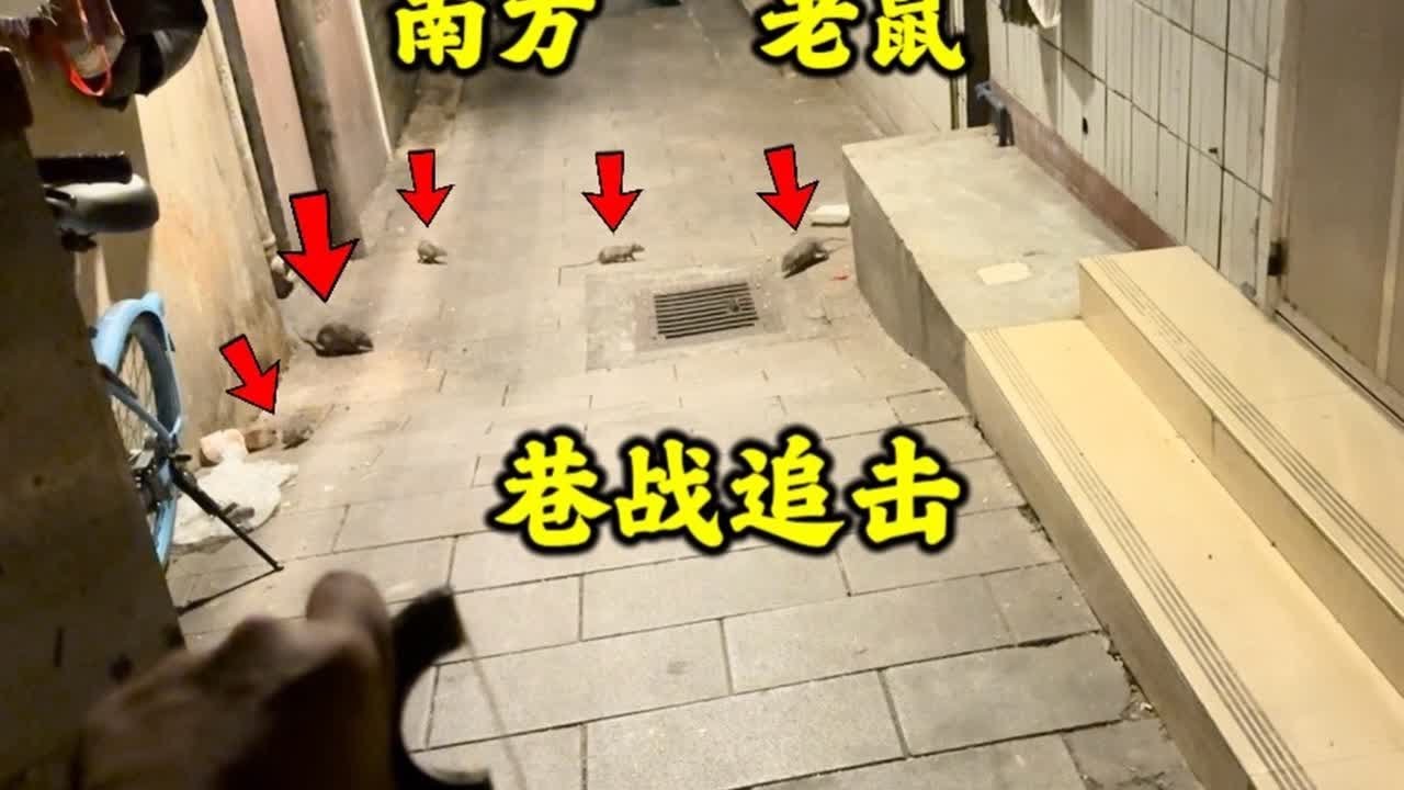 女粉丝家楼下老鼠泛滥，城市猎人飞哥支援，巷战灭鼠太刺激了#抓老鼠 #南方老鼠 #户外 #搞笑 #解压