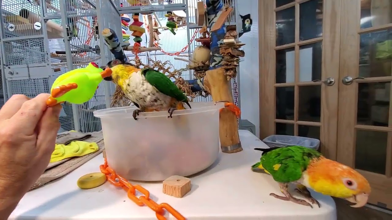It's time for today's 6th and last recess with Tuki, Beebee and Pogo 🥰