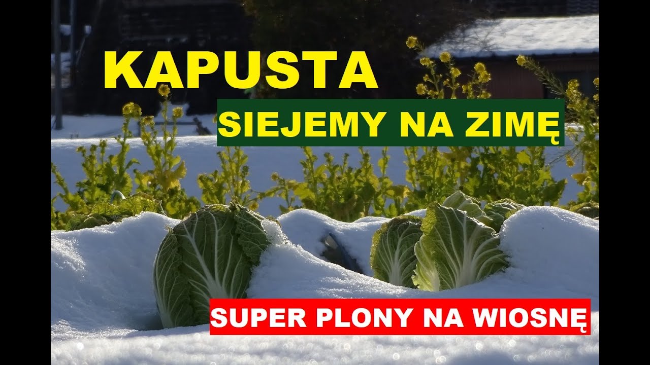KAPUSTA SIANA JESIENIĄ, SUPER PLONY NA WIOSNĘ