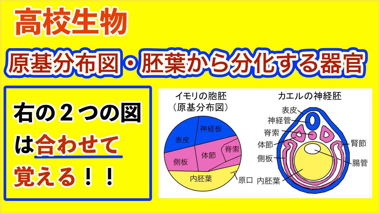 高校生物「原基分布図・胚葉から分化する器官」