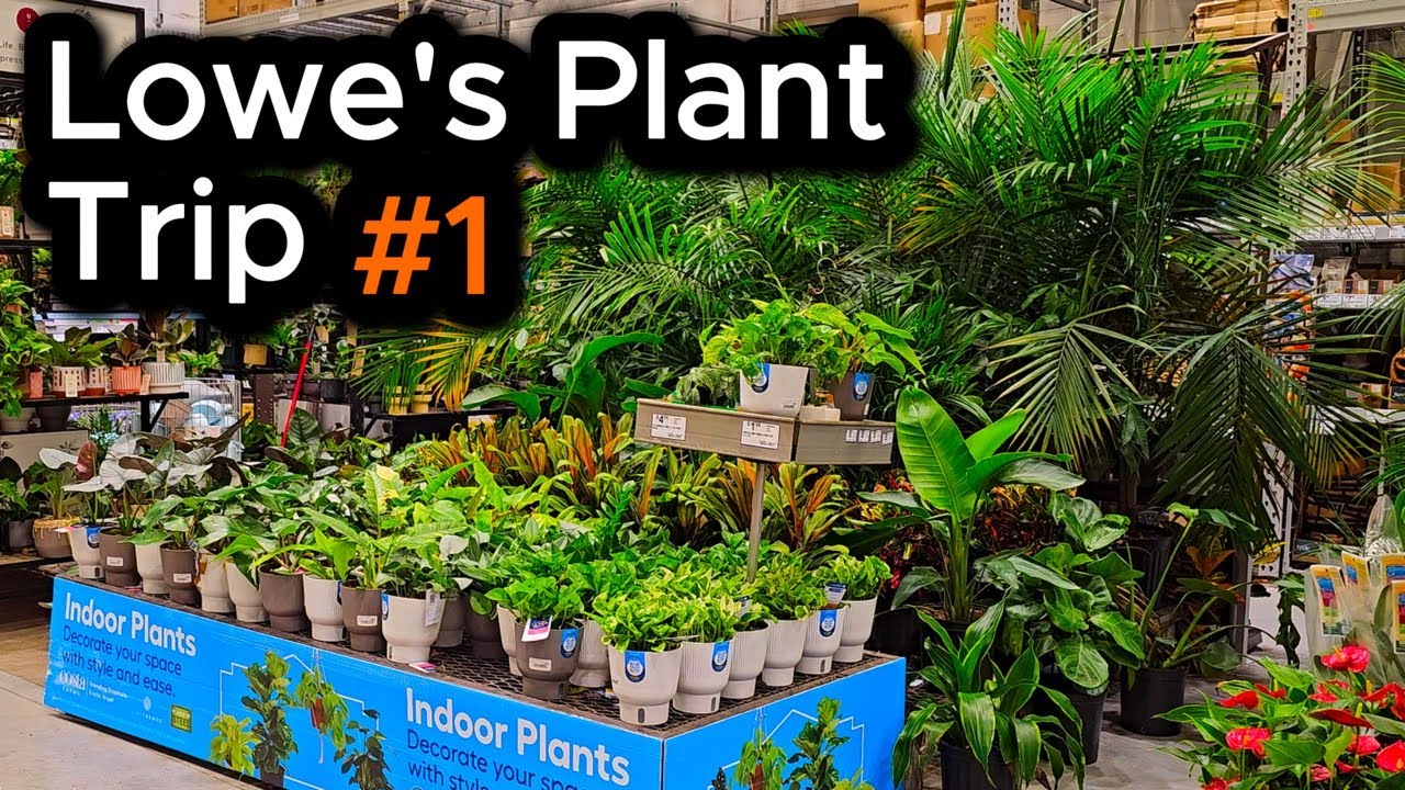 Philodendron Ring of Fire for $15 &ndash; Lowe&rsquo;s Plant Trip #1