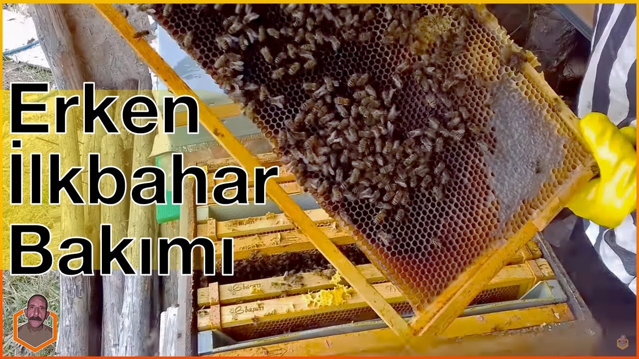 Erken İlkbahar Kovan Bakımı ･ (Teknik Arıcı Hasan Bal) #1