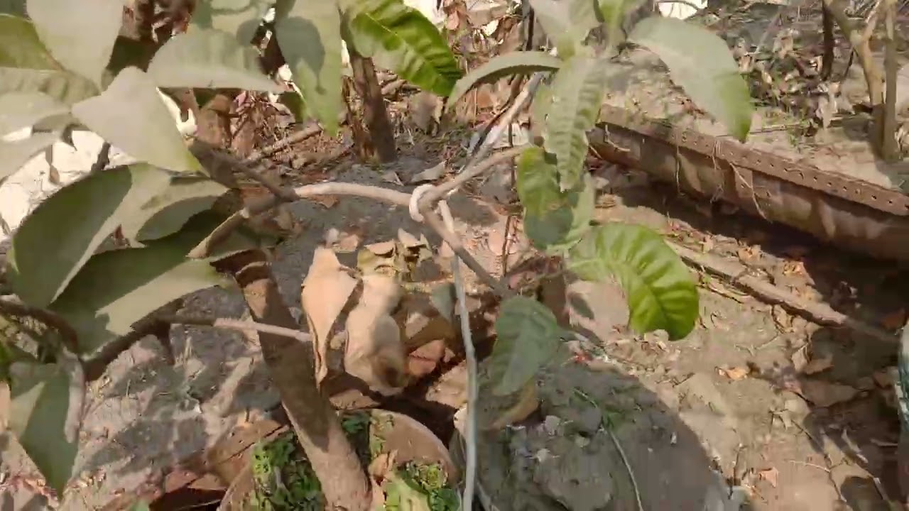 কেপসিকাম হারভেস্ট করলাম আর রোদে বড়ুই শুকাতে দিলাম ছাদ বাগানে।