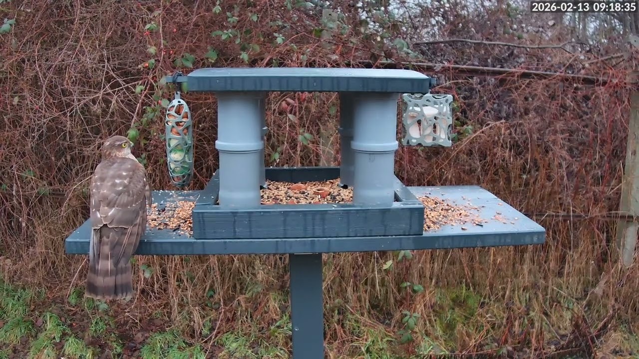 A Dangerous Visitor at the Bird Feeder | Sparrowhawk Appears Suddenly