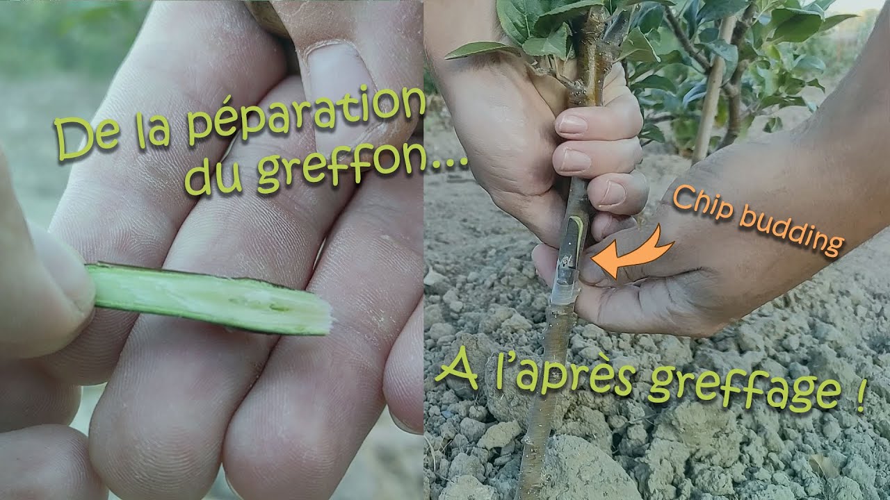 Comment greffer en chip budding, en été.