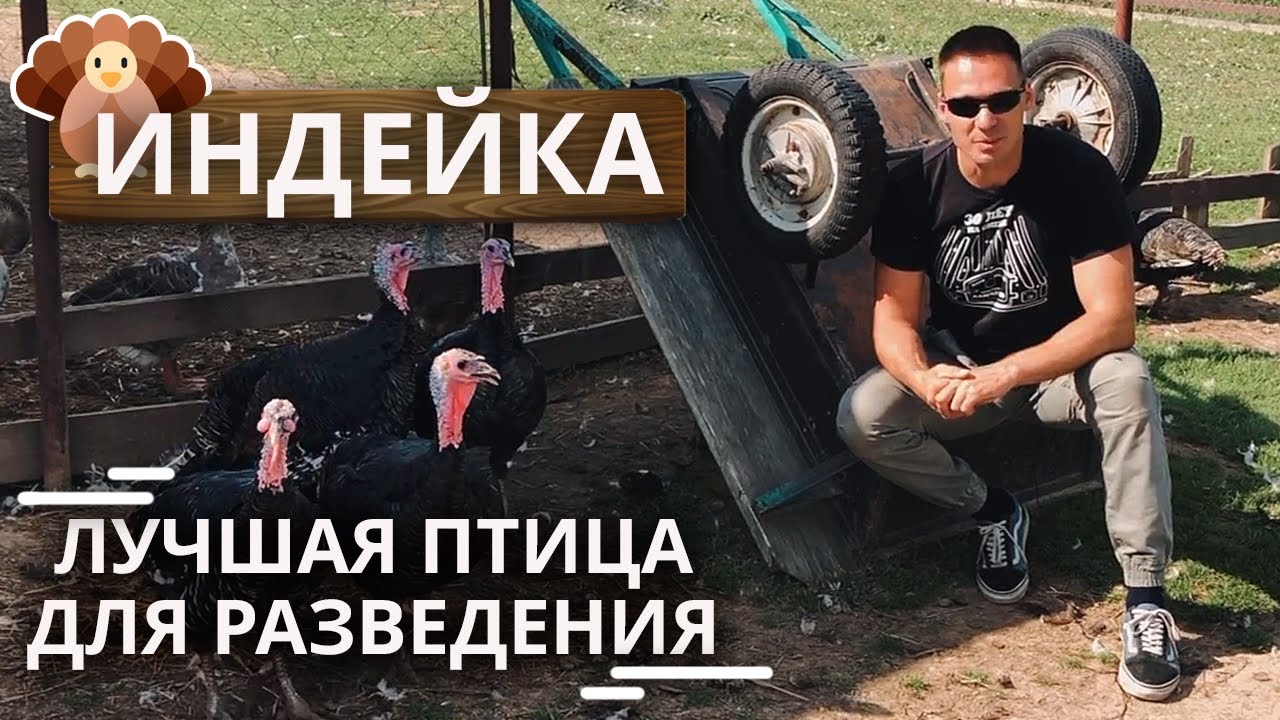 Самая лучшая птица в домашнем хозяйстве! | Разведение индюков на ферме