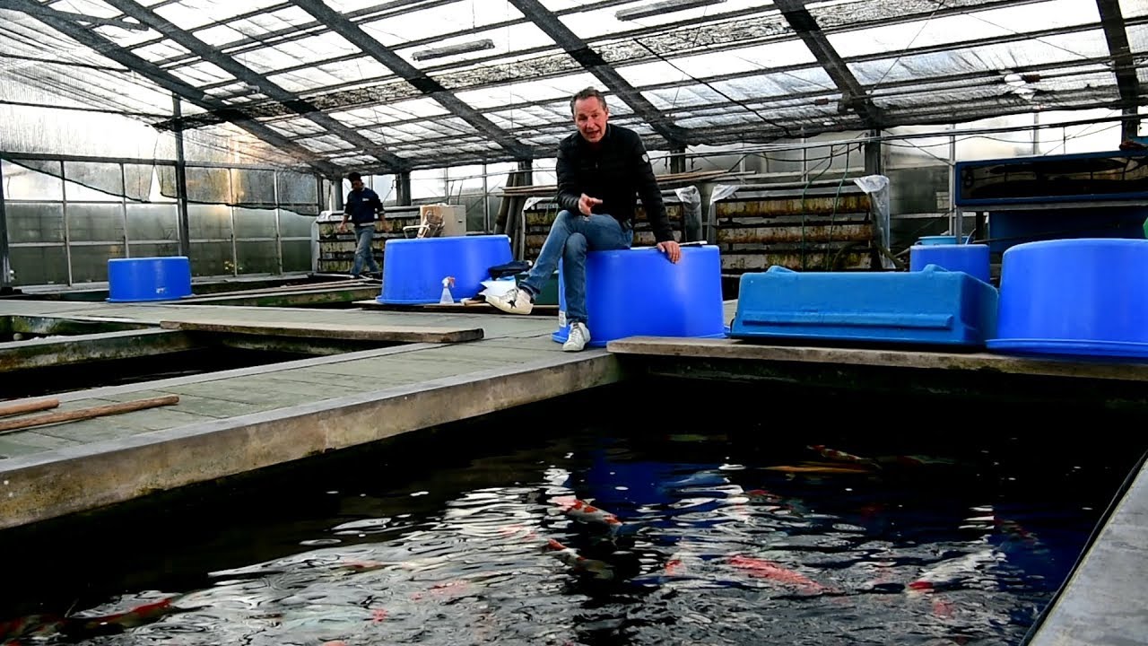 Modern Koi Blog #2772 - Das sollten Sie zur Winterf&uuml;tterung wissen