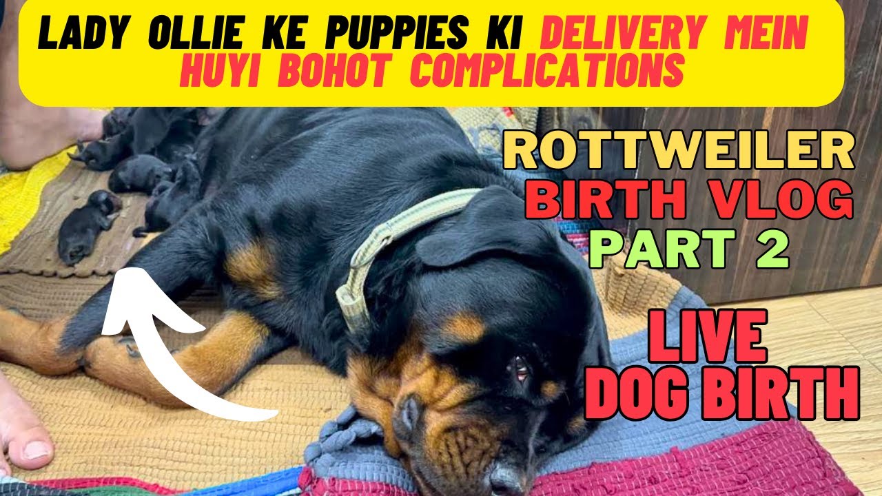 Rottweiler Puppies Ki Delivery Mein Aayi Hai Bohot Complications: Rottweiler Live Birth Vlog