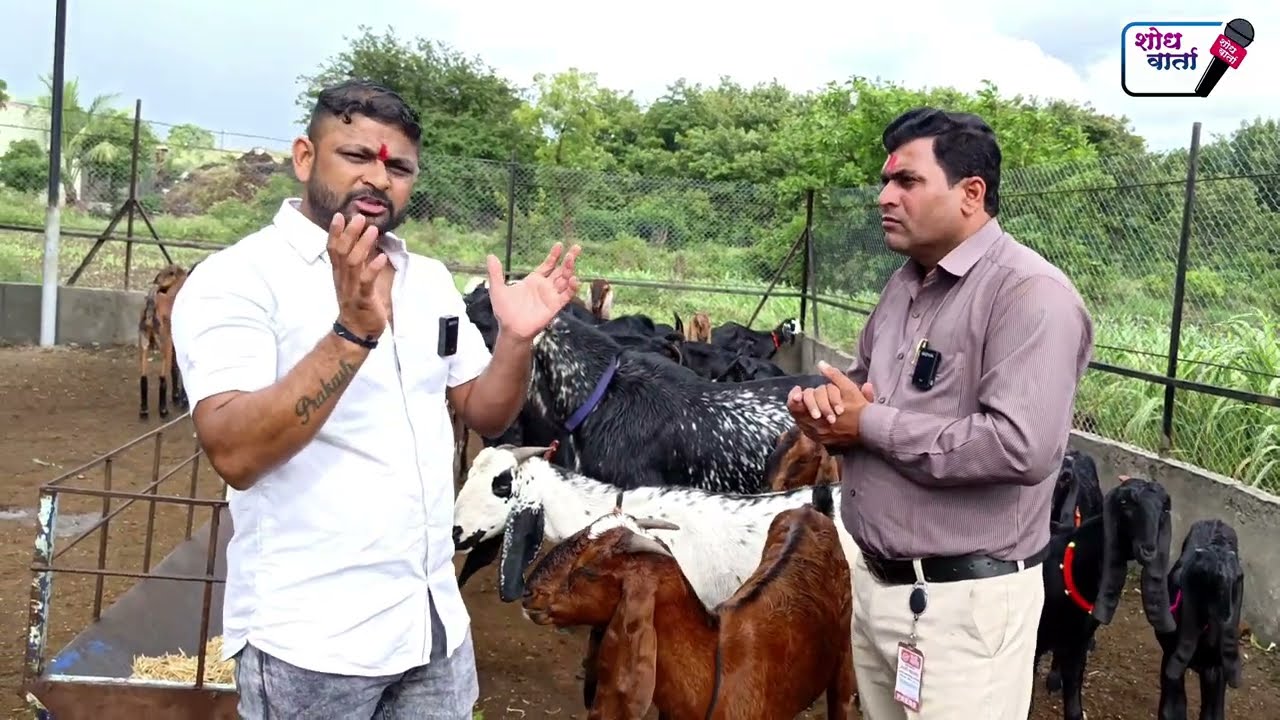 आधुनिक शेळी पालन | Open goat farming | ओपन शेळी पालन | शोध वार्ता | shodh varta |