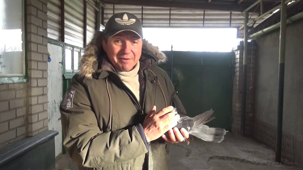 Николаевские голуби.  Подарок от души........