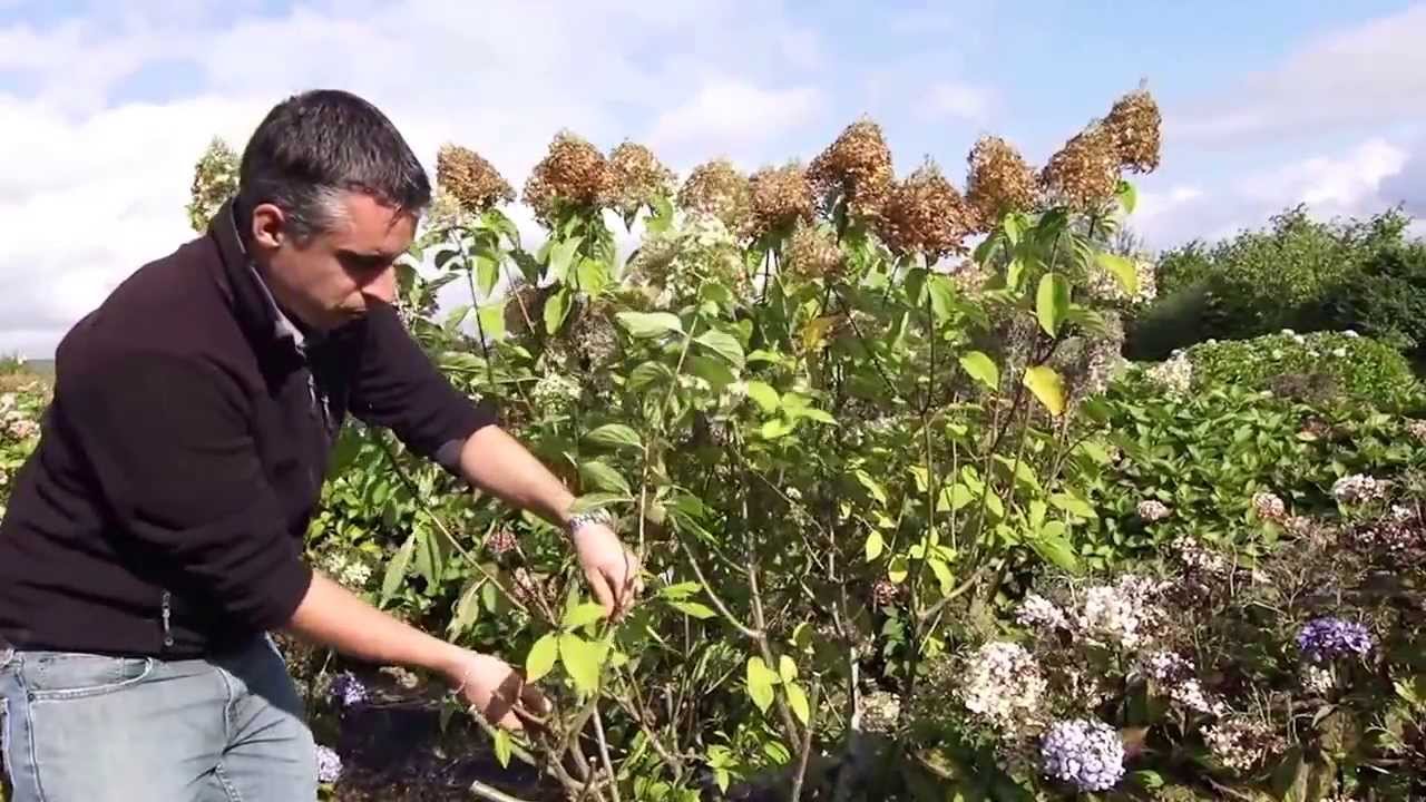 Taille d'un Hydrangea Paniculata. Les hortensias du Haut Bois