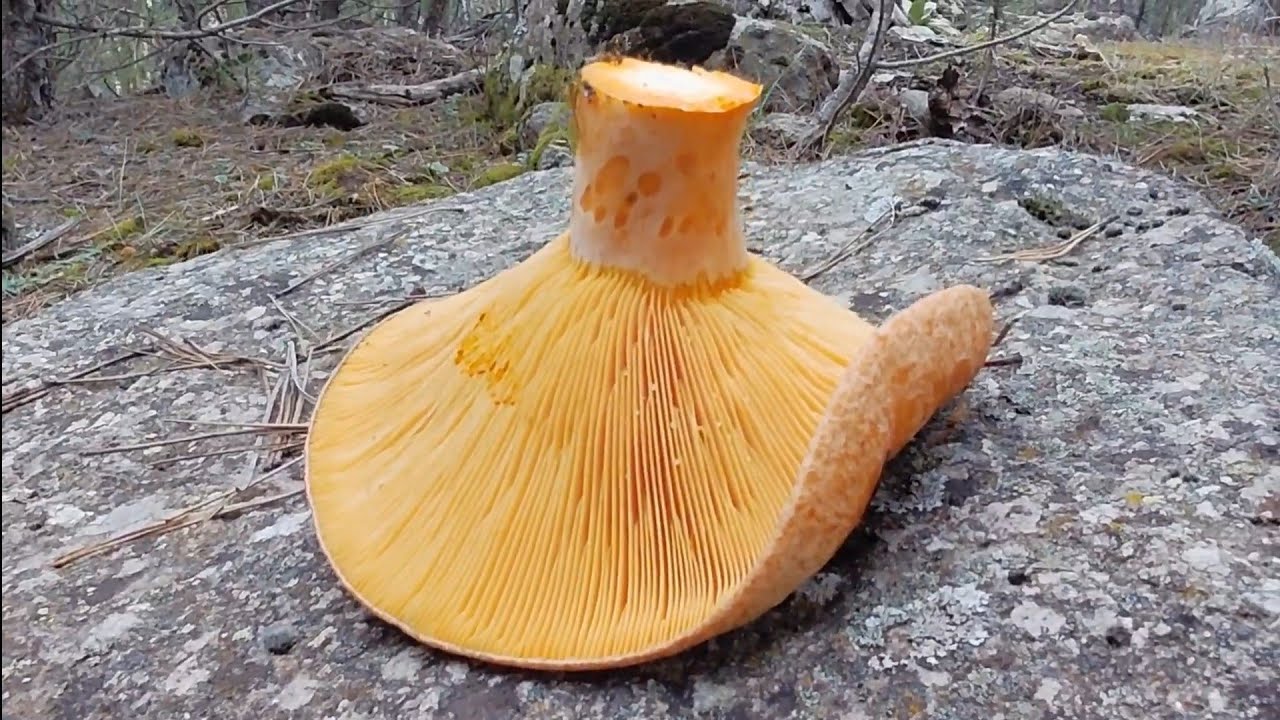 KANLICA MANTARI VE BALKADIN MANTARI TOPLAMA=BOLU