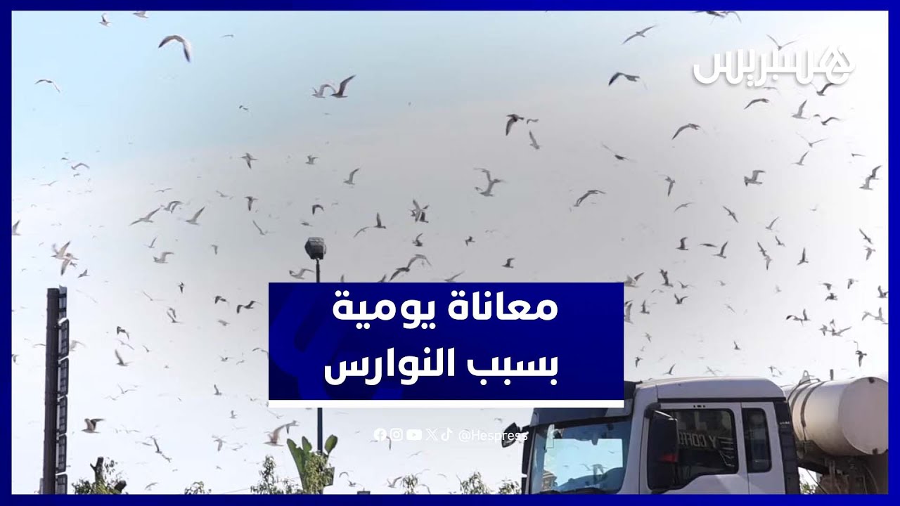 الدار البيضاء.. غزو النوارس لحي النور يخنق السكان بالضوضاء والفضلات
