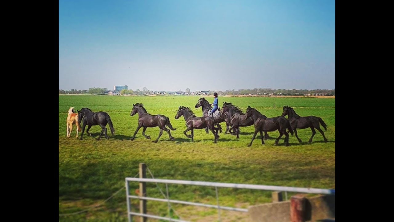 It doesn't always go as planned... moving Friesian horses.