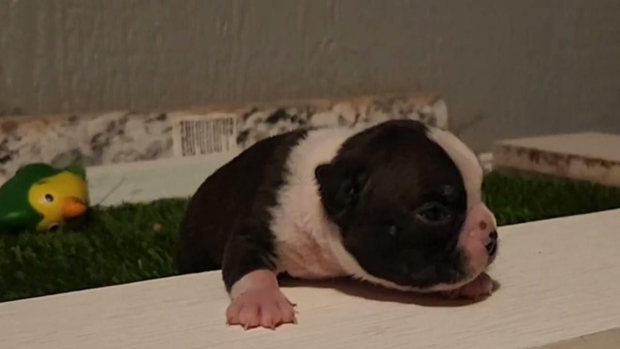 Female #2 Born January 1 2026