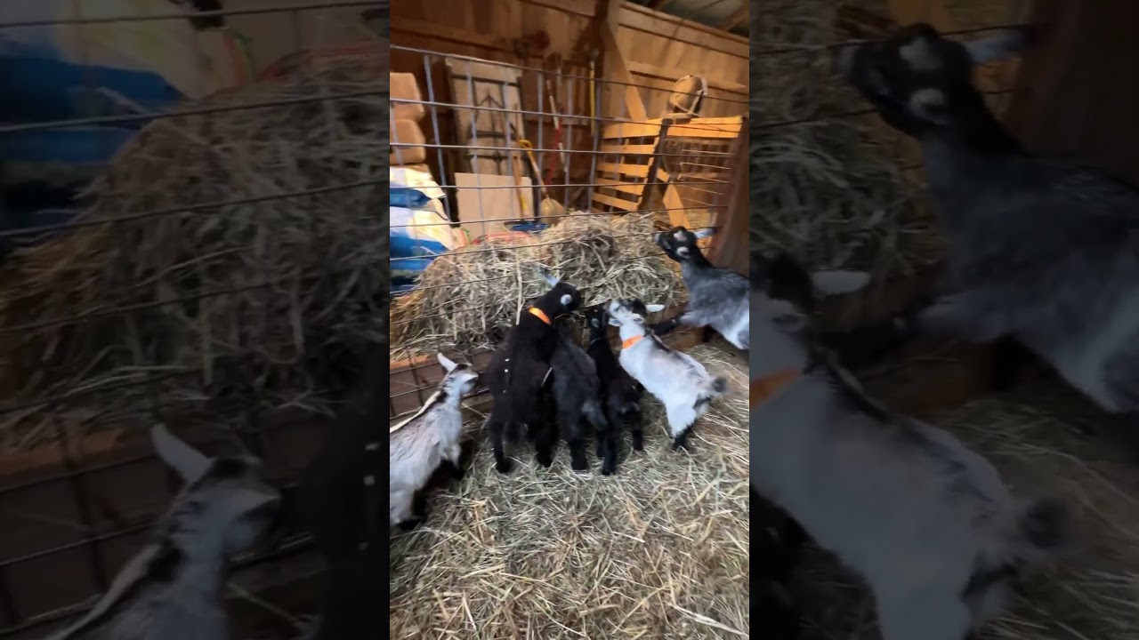 Rainy days metal roof goat barn tour
