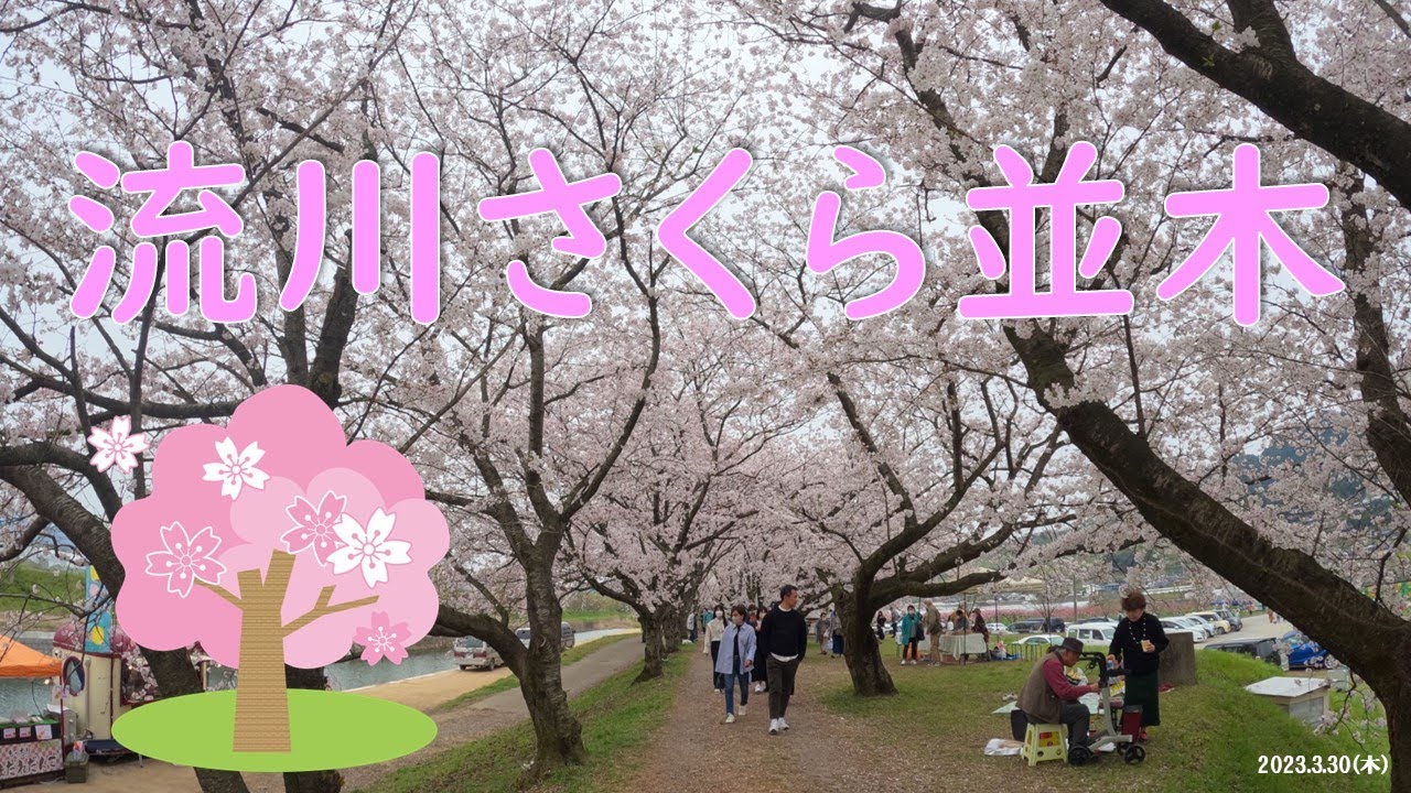 【🌸うきは市流川さくら並木】流川地区を流れる巨瀬川沿いの約2キロメートルにわたる桜並木です。