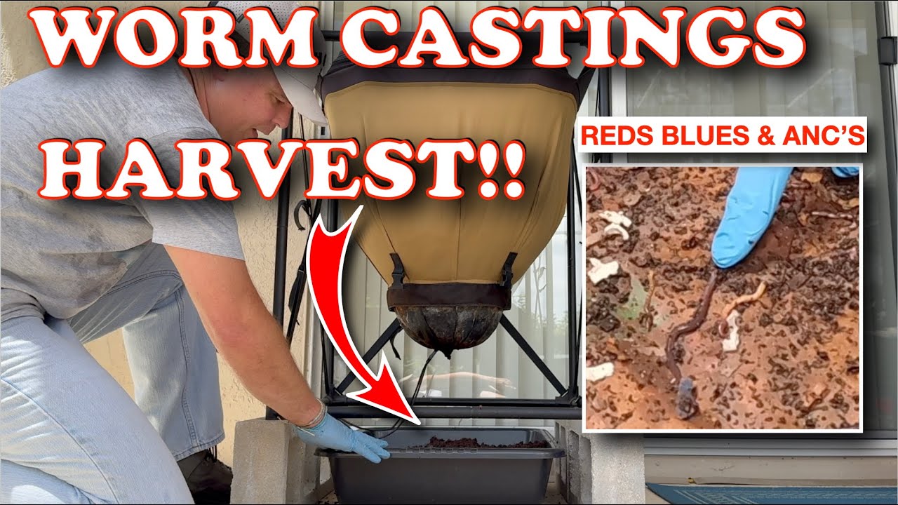 Can 3 Compost Worm Types Live Together? Urban Worm Bag Harvest!