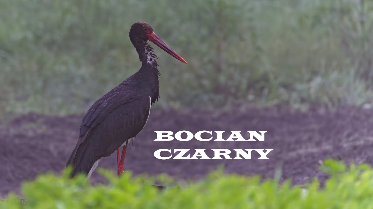 Bocian czarny/Czapla siwa/Fotografia dzikiej przyrody/sony a IV/sony 200-600/Wildlife photography