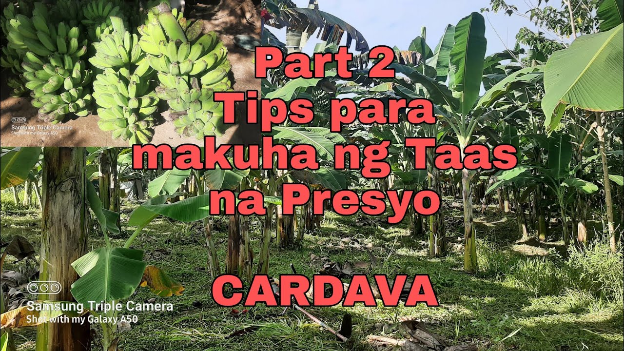 Cardava Harvesting part 2