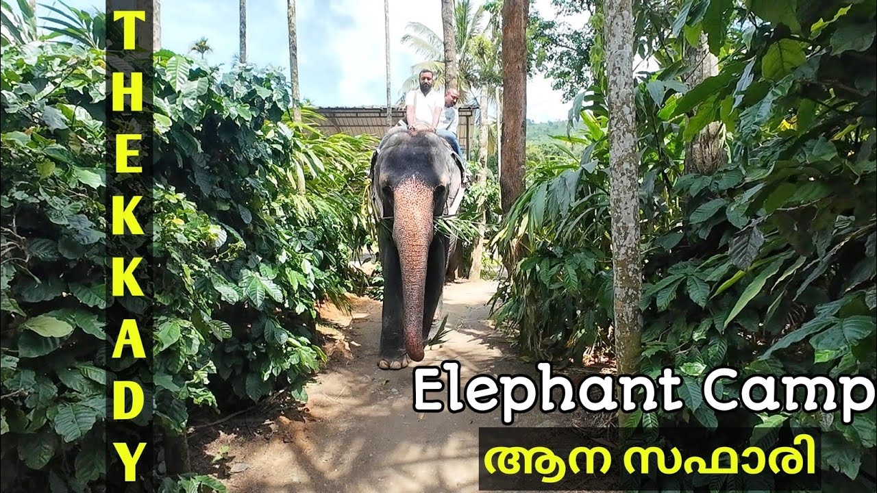 🐘 ELEPHANT 🐘 CAMP THEKKADY ! തേക്കടിയിൽ ഒരു ആന സഫാരി നടത്തിയാലോ ! 