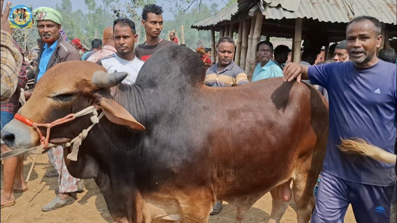 @ 12/3/2026|| চট্টগ্রামের খামারীর মাংসের ওজনে খামার উপযোগী ষাঁড় গরু কেনা আমবাড়ী হাটে||