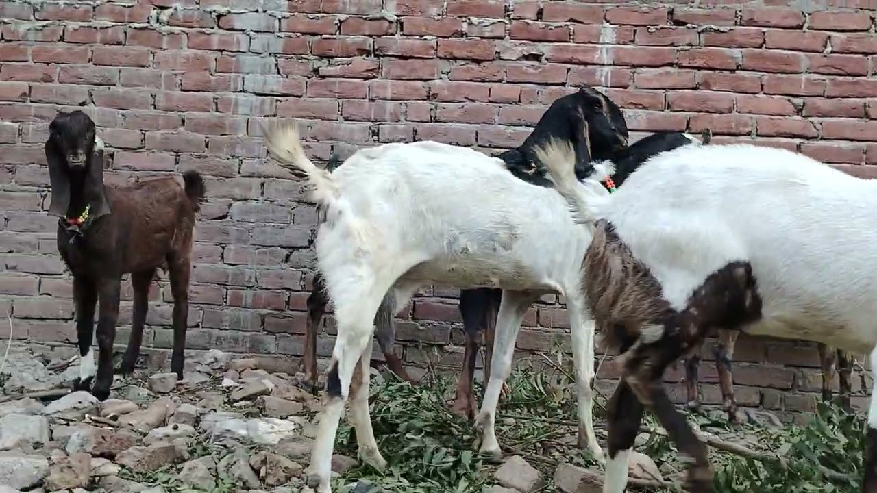 Mustafa Goat Farm Jaunpur Mo.(9389512669)(6390501328)@MustafaBakriFarmJaunpur 