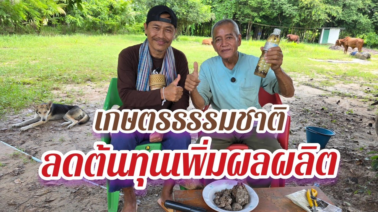 ​เกษตรธรรมชาติ เริ่มต้นอย่างไร!? (ทำน้อยได้มาก) ลดต้นทุนเพิ่มผลผลิต EP.1@อ้ายวัช 