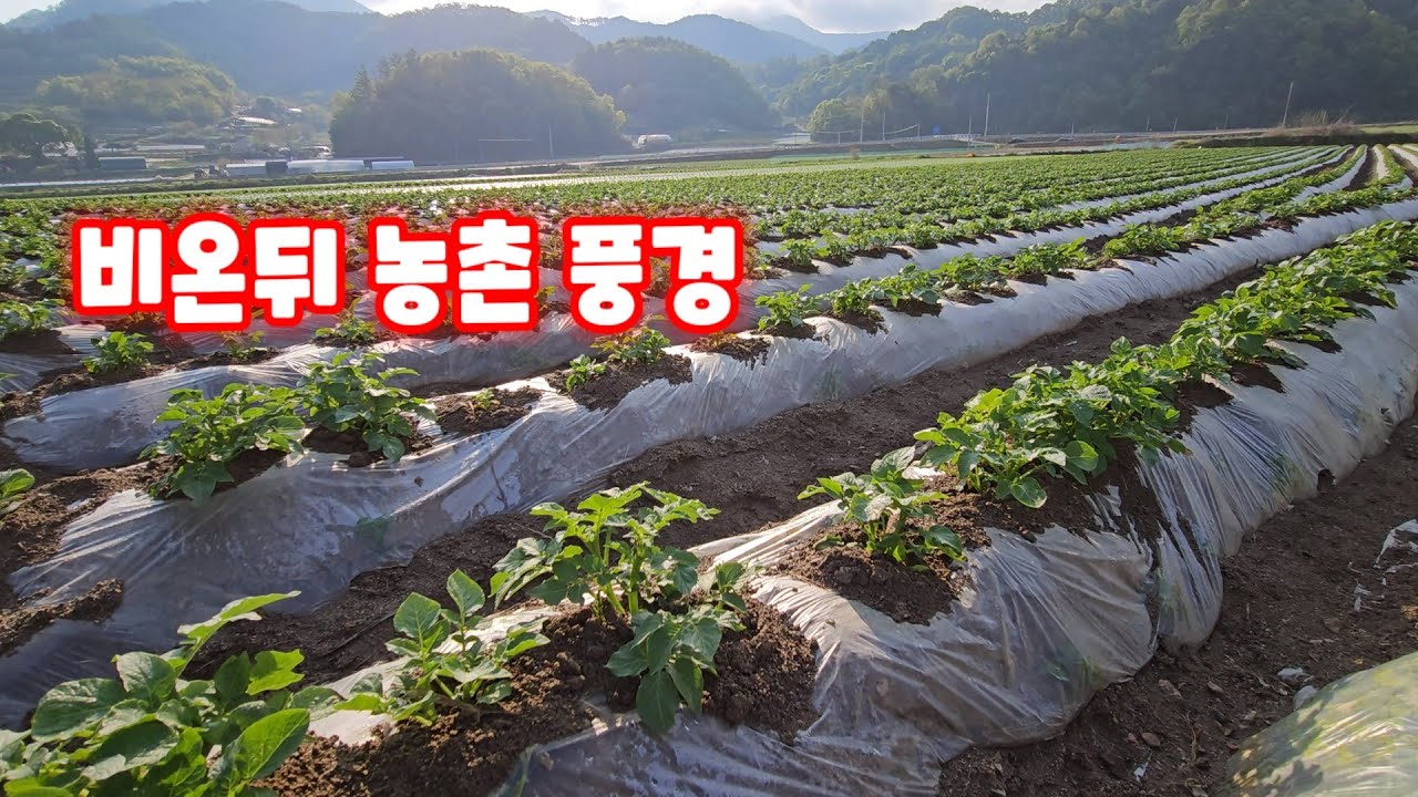 농촌풍경 비온뒤 시골 풍경이 너무 좋네요 행복한괴산신나는농부 자연과함께하는청정괴산