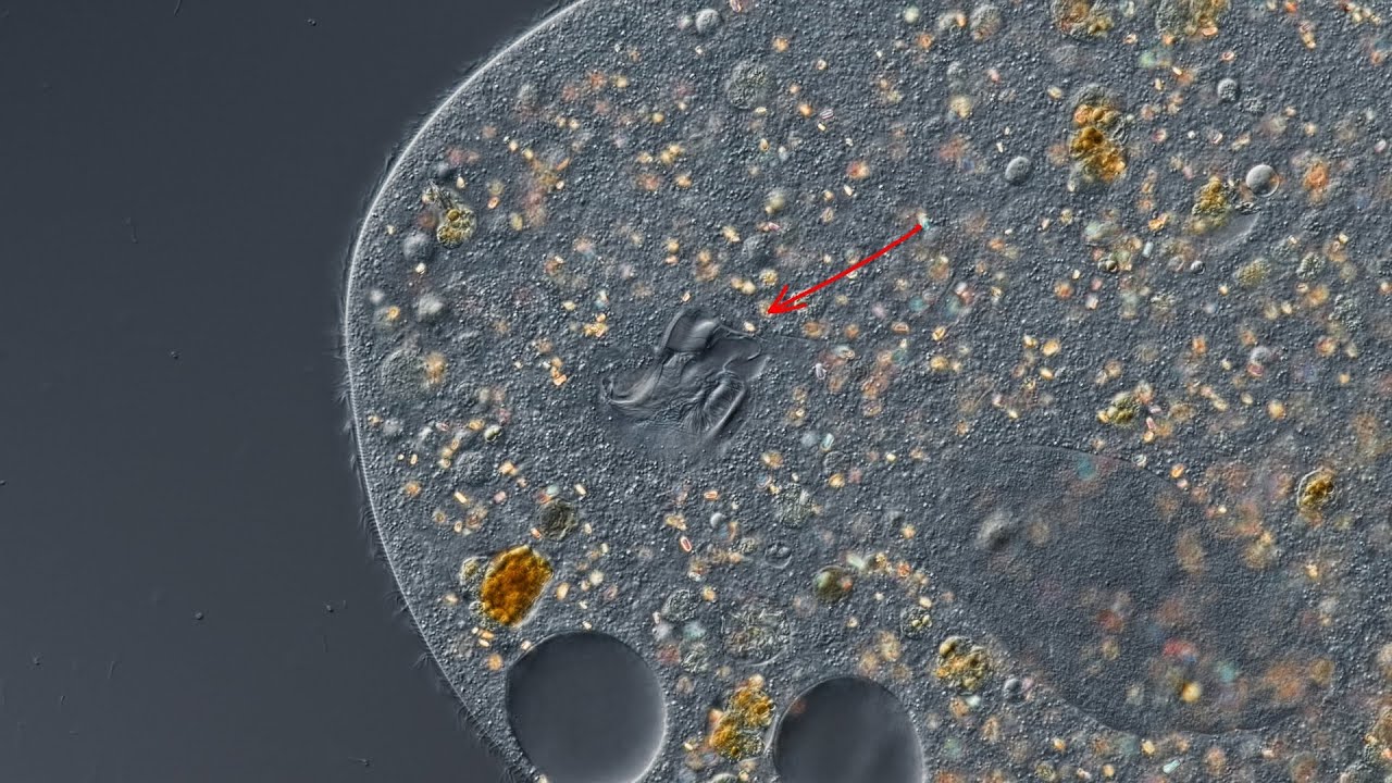 Ophryoglena flava - life history